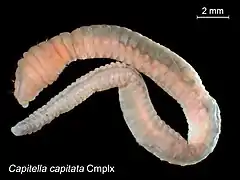 The polychaete Capitella capitata