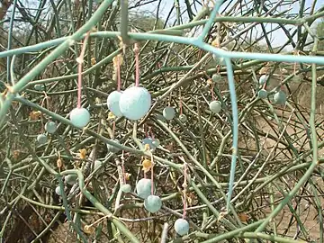 Unripe fruits on the tree