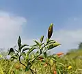 Capsicum annuum L var. fasciculatum Irish