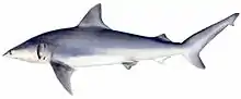 A finetooth shark