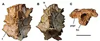 Braincase of the C. saharicus neotype