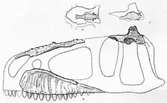 Outdated skull reconstruction and endocast of IPHG 1922 X46