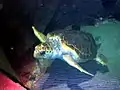 Loggerhead sea turtle