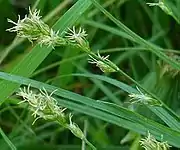 Inflorescences