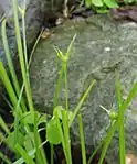 Detail of fruiting spike