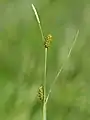 long-stalked yellow sedge