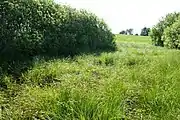 Sedge meadow in northern Poland