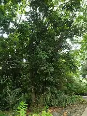 Growing in Cairns Botanic Gardens