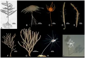 Carnivorous sponge diversity