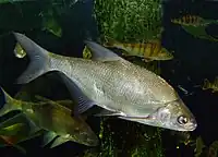 Carp live in the Kagerplassen