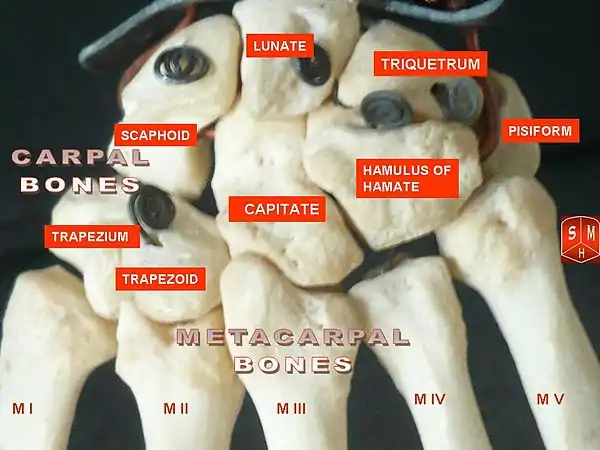 The carpal and metacarpal bones in the hand