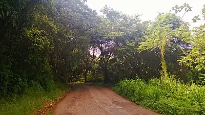 Puerto Rico Highway 15 between Palmas and Guamaní