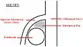 A diagram of a healthy mesenteric angle.