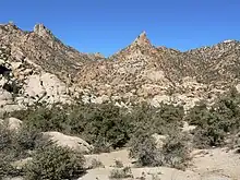 Rocky desert mountains with shrubs and yucca plants in the foreground