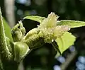 Female flower