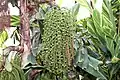 The fruits of Caryota mitis