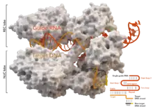 Cas9 Structure