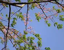 Pink Cassia (Pu vakai in Tamil, Konna in Malayalam, Horse Cassia, Pink Shower) -- Cassia grandis