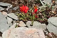 Castilleja bella grows in rocky, high-elevation habitats.