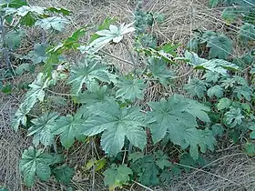 Castor bean usually finds refuge on wastelands