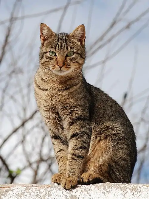 A tabby cat sitting on a rock