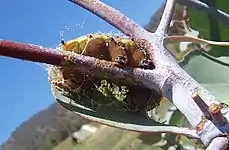 An emperor gum moth caterpillar spinning its cocoon