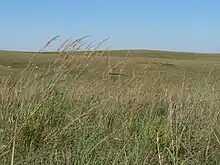 Green and yellow prairie grasses adorn a hill