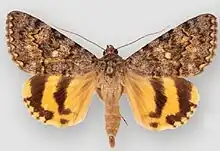 Catocala benjamini benjaminiBenjamin's underwing