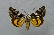 Catocala diversa