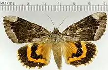 Catocala innubensbetrothed underwing