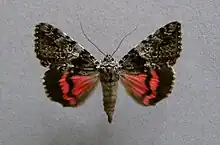 Catocala promissalight crimson underwing