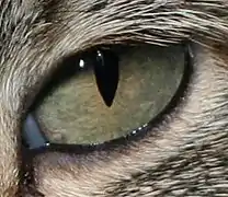 A cat with thick vertical slit pupils