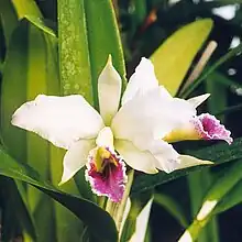 Cattleya percivaliana