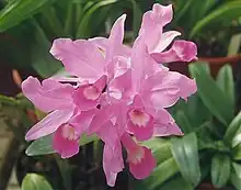 Cattleya skinneri