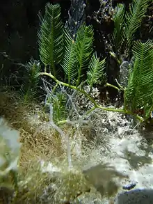 Caulerpa sertularioides from Kewalo, Hawaii