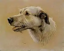 Irish Wolfhound painting