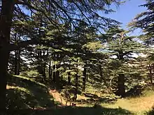 This image depicts the cedar trees of the Cedars of Lebanon and the winding paths for visitors to walk around.