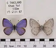 Celastrina lavendularis limbata