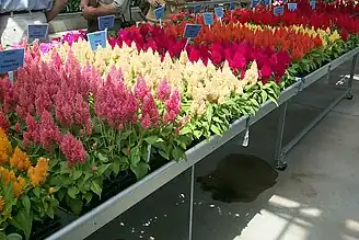 Celosia - Celosia argentea 'Kimono'