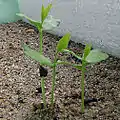 Seedlings