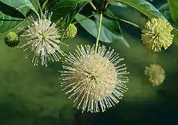 Cephalanthus occidentalis occidentalis1