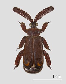 Cerapterus pilipennis - Zambia