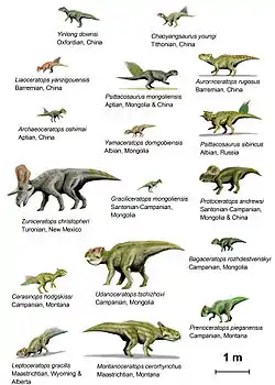 Image 2CeratopsiaImage credit: ArthurWeasleyDiagram showing the appearances and relative sizes of 18 basal species of Ceratopsians (frilled, beaked dinosaurs typified by Triceratops). Animals are shown in order of geologic stage from left to right and top to bottom, with species names and stage information as annotation.Ceratopsians were beaked herbivores who lived in what are now North America and Asia, during the Cretaceous Period. Early members such as Psittacosaurus were small and bipedal. Later members, including ceratopsids like Centrosaurus and Triceratops, became very large quadrupeds and developed elaborate facial horns and a neck frill.More selected pictures