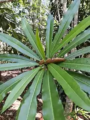 Spirally arranged leaves