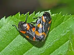 Mating