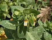 The synonymous Cerinthe gymnandra with white flowers