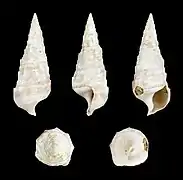 Cerithium varicosum