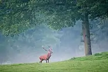 Mature red deer stag in a pasture near an oak tree