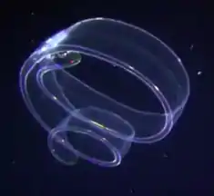 Venus girdle, a ctenophore