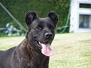 Rounded crop on a Saint Miguel Cattle Dog